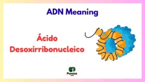 ADN Meaning