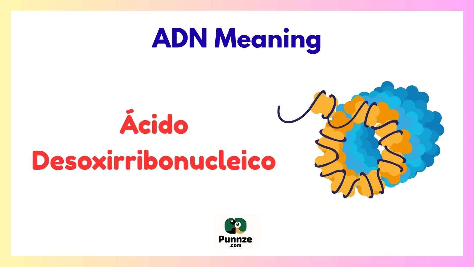 ADN Meaning
